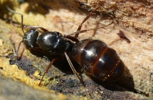 Formica selysi
